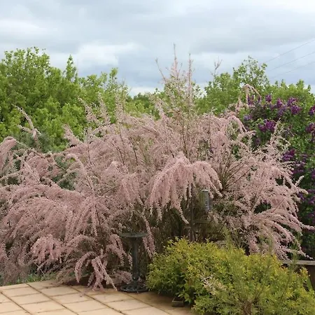 Villa Another Day In Paradise Lizant